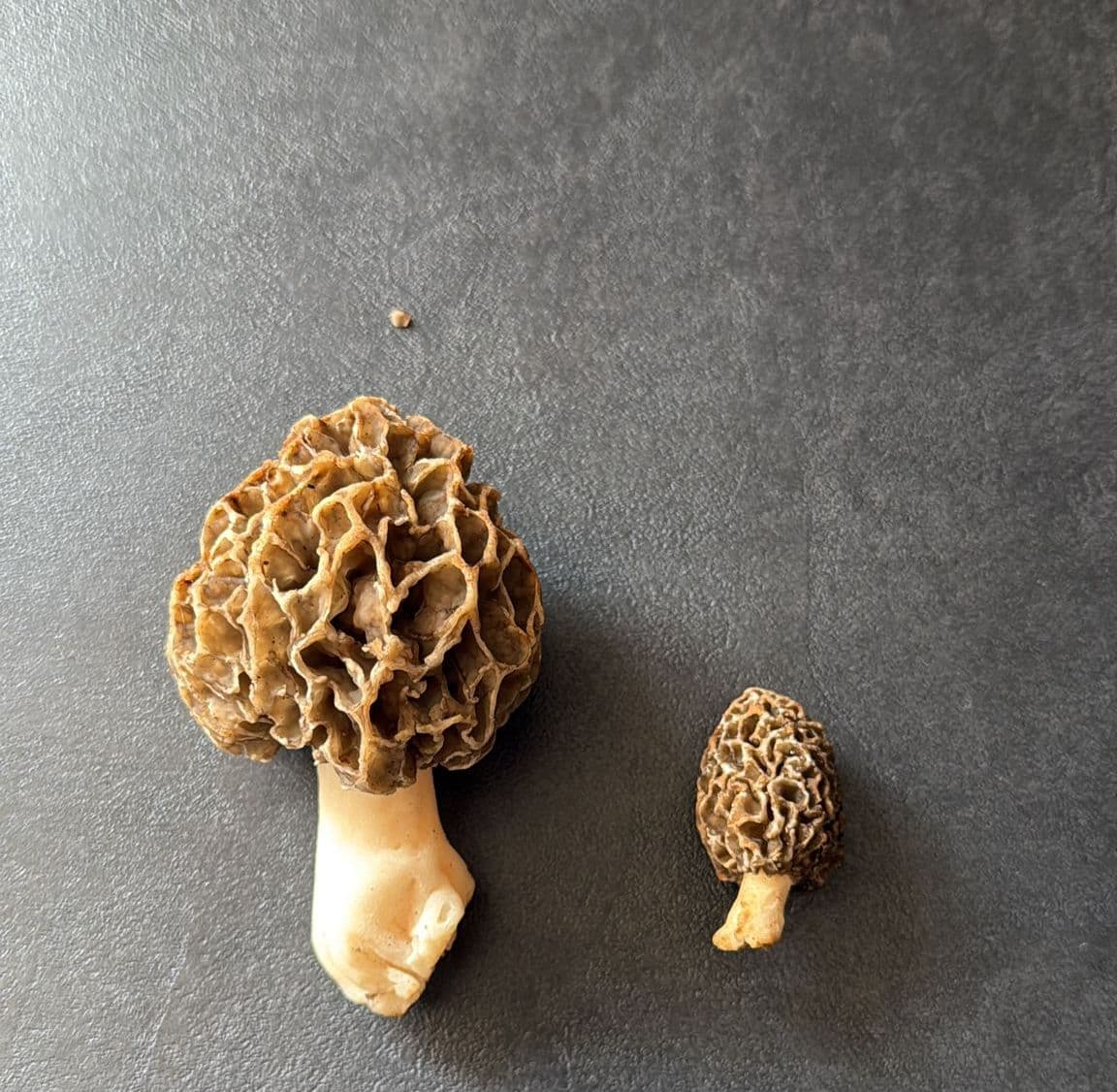 Morchelfund in Burkheim – unsere Leidenschaft für die Natur