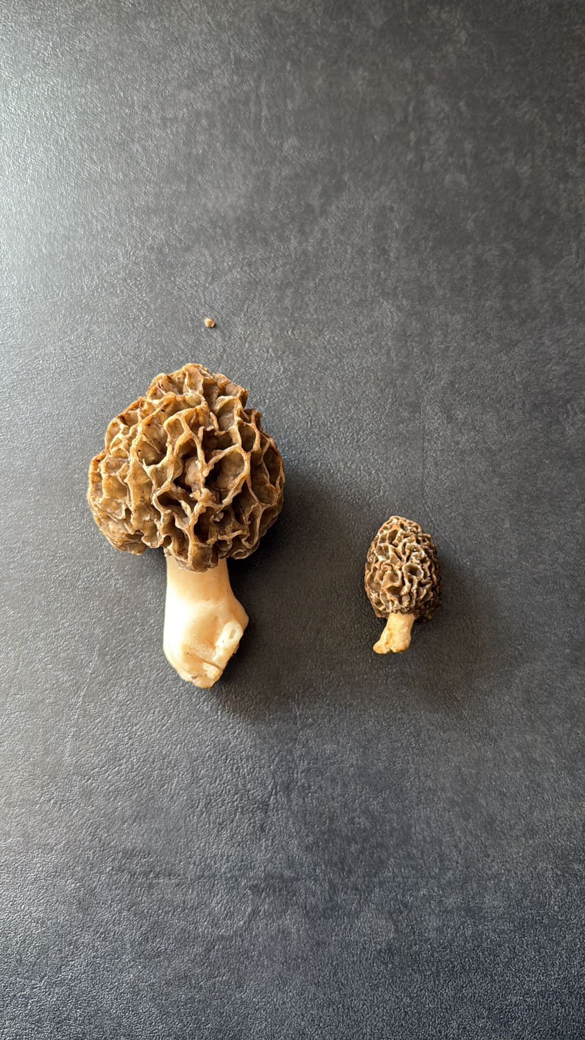 Morchelfund in Burkheim – unsere Leidenschaft für die Natur – Bild 1