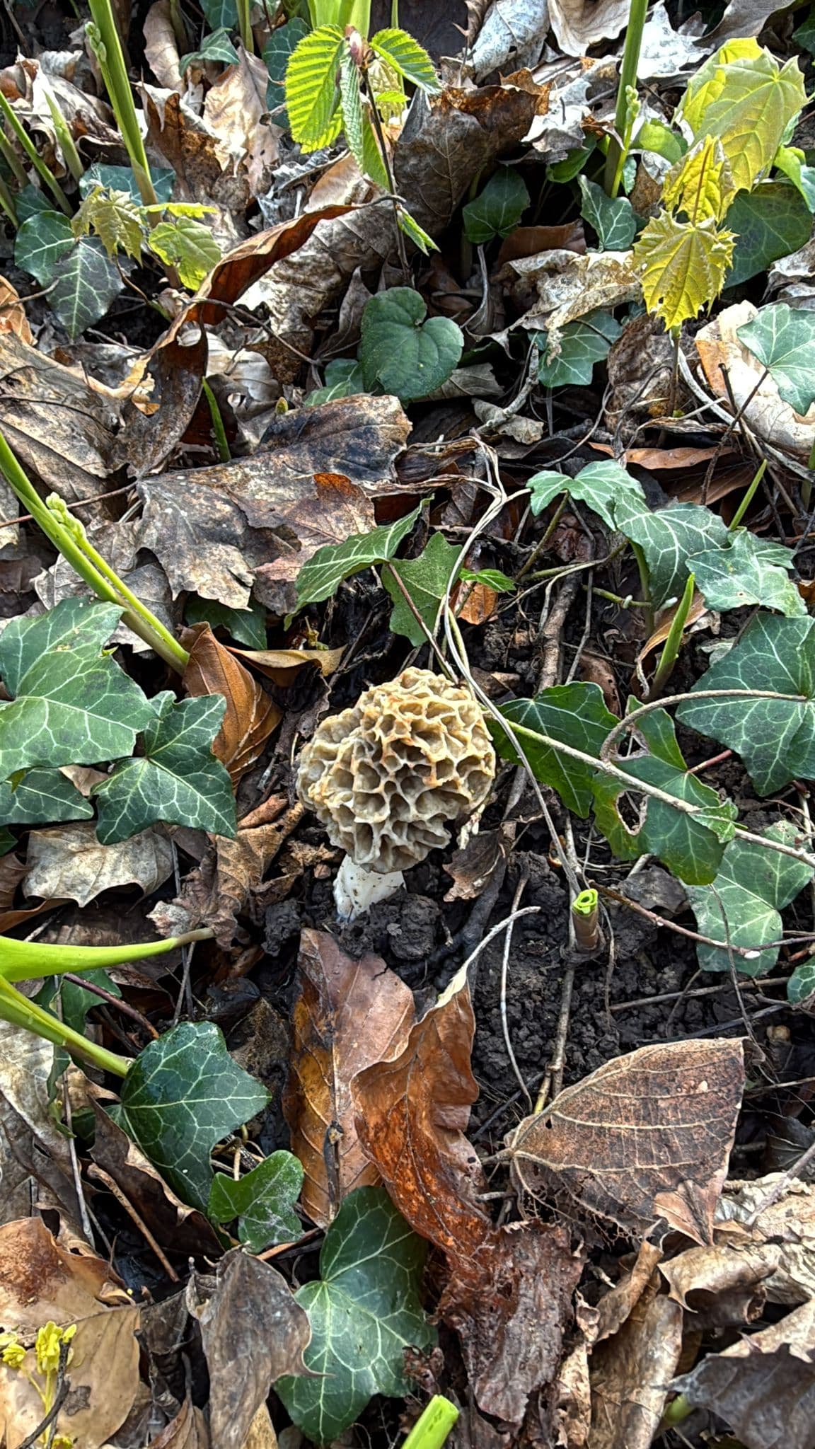 Morchelfund in Burkheim – unsere Leidenschaft für die Natur – Bild 3