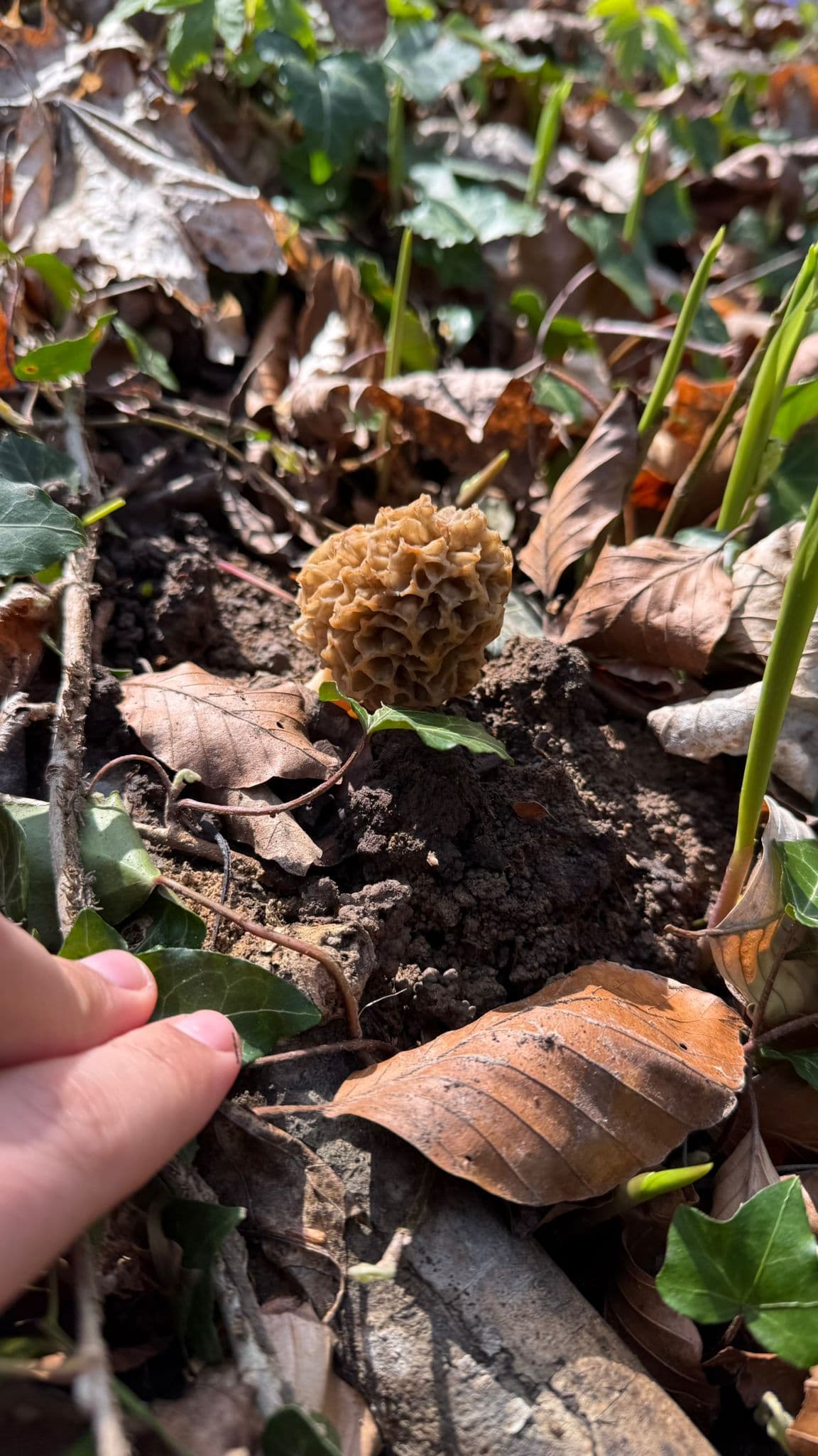 Morchelfund in Burkheim – unsere Leidenschaft für die Natur – Bild 4