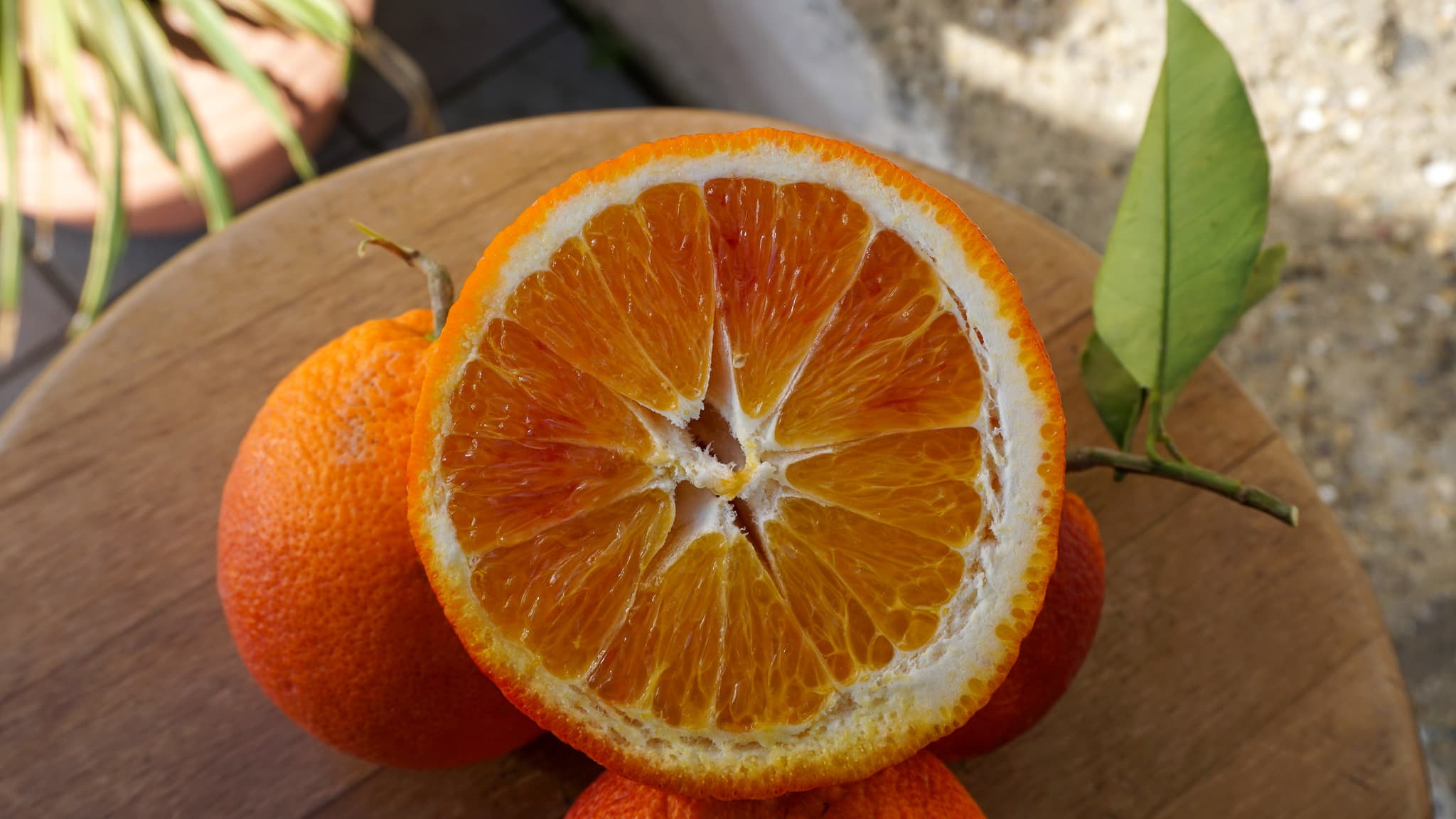 Sizilianische Blutorangen – Bild 4